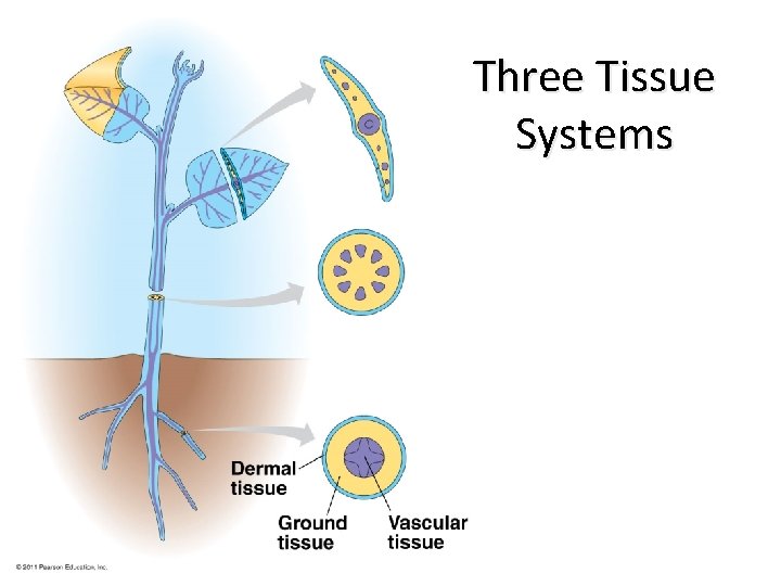 Three Tissue Systems 