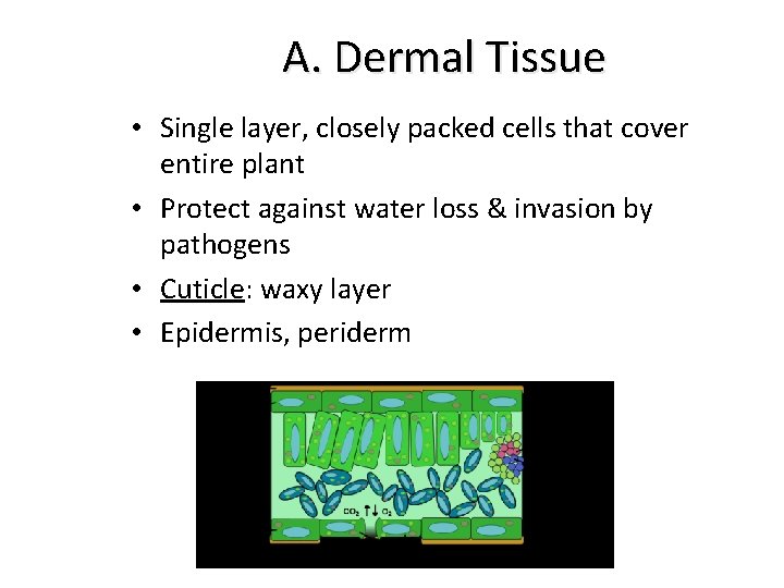 A. Dermal Tissue • Single layer, closely packed cells that cover entire plant •
