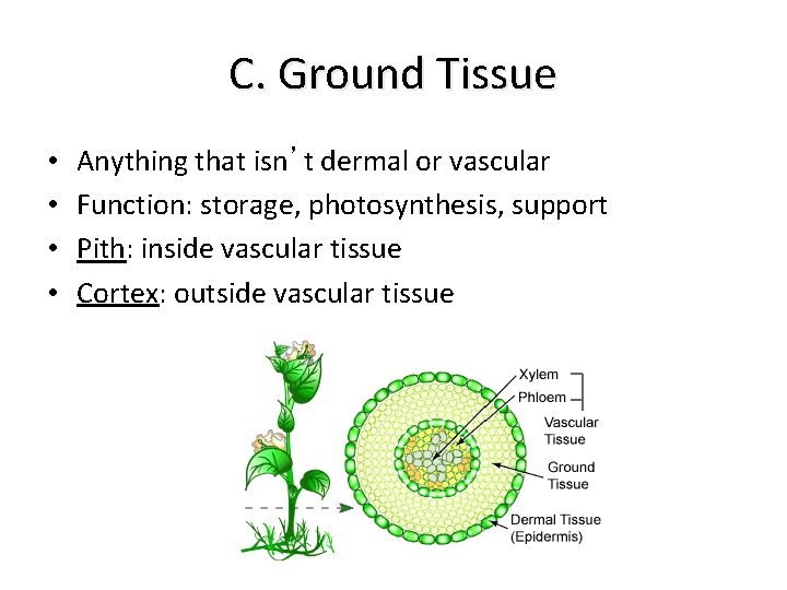 C. Ground Tissue • • Anything that isn’t dermal or vascular Function: storage, photosynthesis,