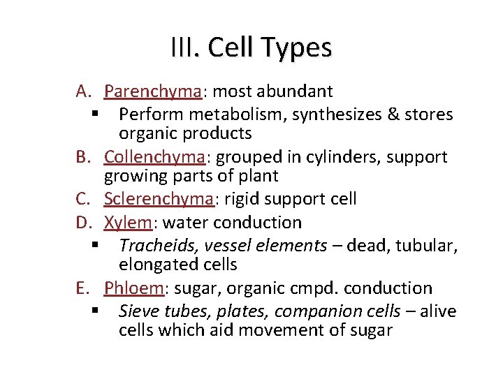 III. Cell Types A. Parenchyma: most abundant § Perform metabolism, synthesizes & stores organic
