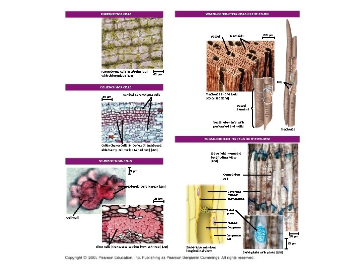 WATER-CONDUCTING CELLS OF THE XYLEM PARENCHYMA CELLS Vessel Parenchyma cells in Elodea leaf, with