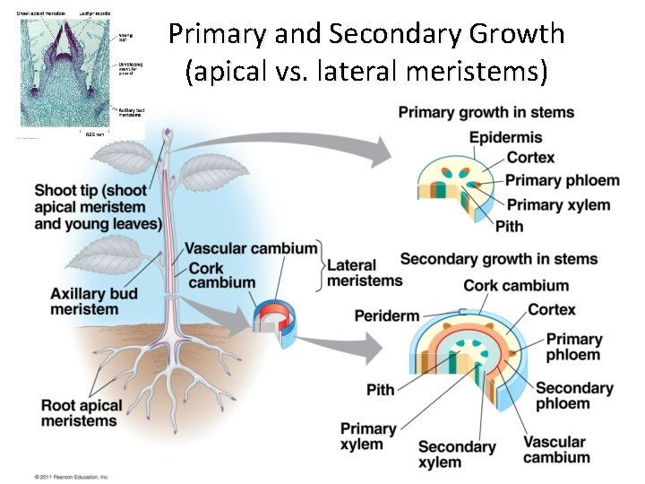 Primary and Secondary Growth (apical vs. lateral meristems) 