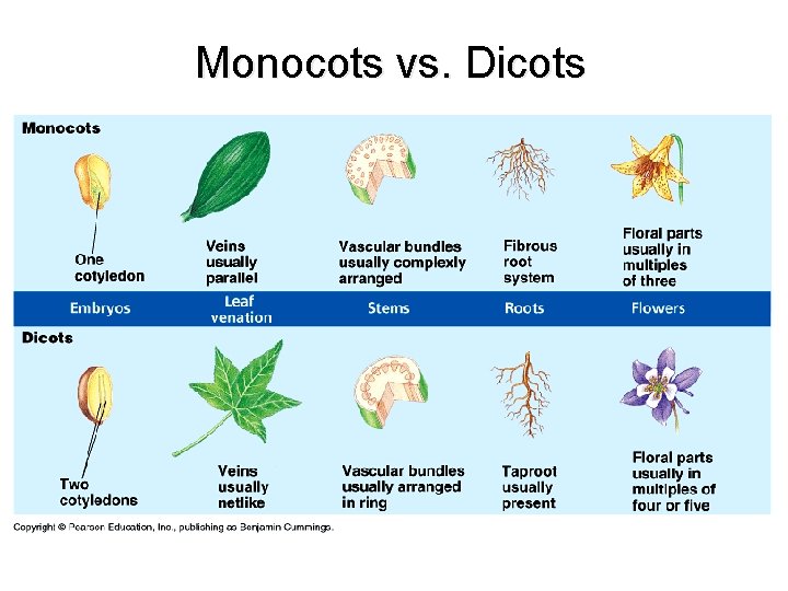 Monocots vs. Dicots 
