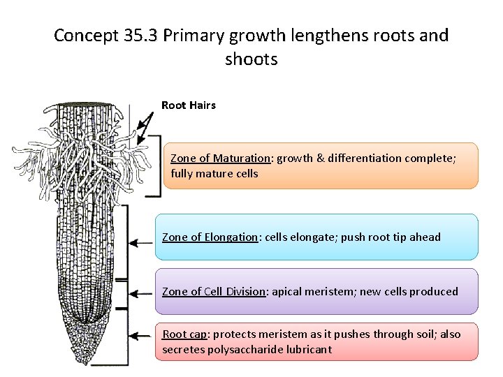 Concept 35. 3 Primary growth lengthens roots and shoots Root Hairs Zone of Maturation: