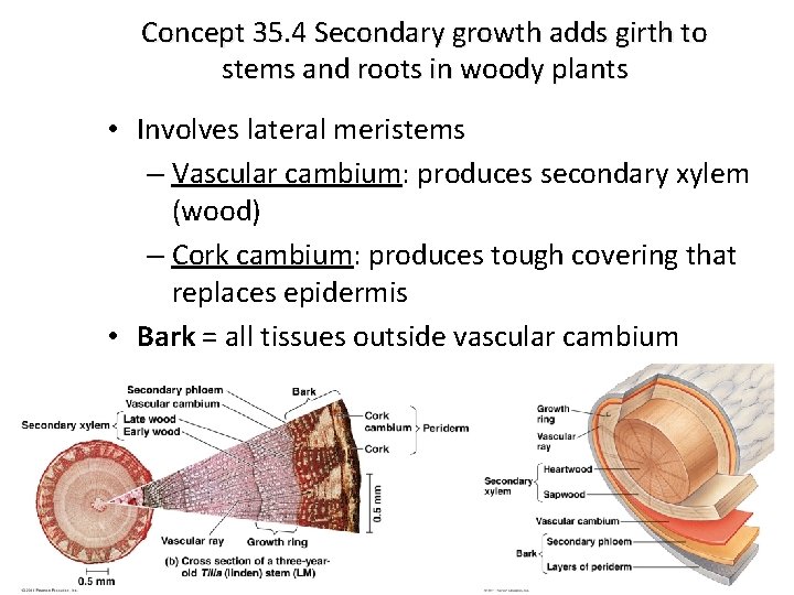 Concept 35. 4 Secondary growth adds girth to stems and roots in woody plants