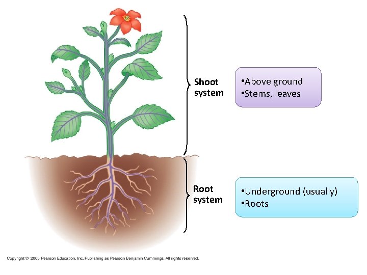 Shoot system • Above ground • Stems, leaves Root system • Underground (usually) •