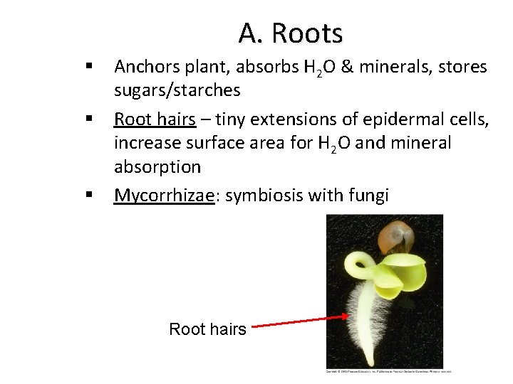 A. Roots § Anchors plant, absorbs H 2 O & minerals, stores sugars/starches §