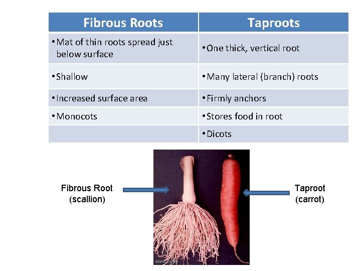 Fibrous Roots Taproots • Mat of thin roots spread just below surface • One
