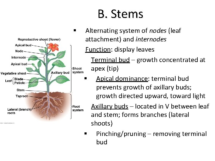 B. Stems Alternating system of nodes (leaf attachment) and internodes § Function: display leaves