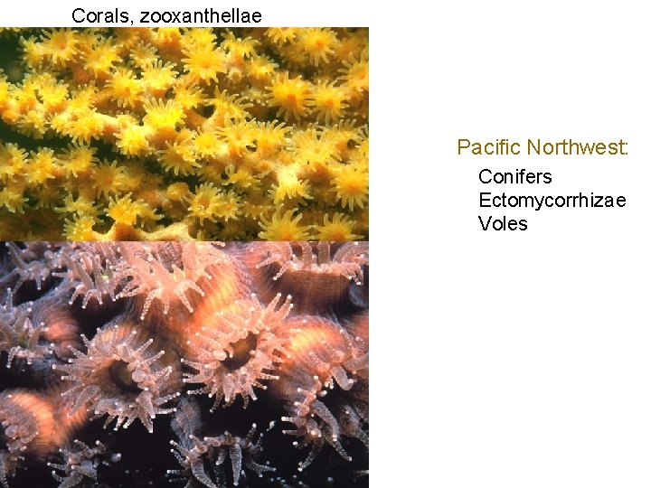 Corals, zooxanthellae Pacific Northwest: Conifers Ectomycorrhizae Voles 