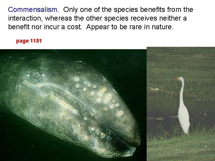 Commensalism. Only one of the species benefits from the interaction, whereas the other species