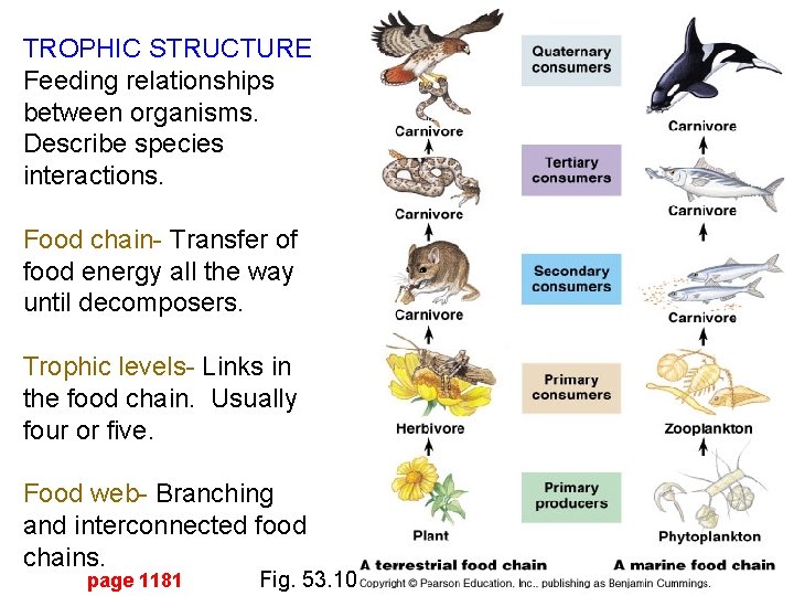 TROPHIC STRUCTURE Feeding relationships between organisms. Describe species interactions. Food chain- Transfer of food