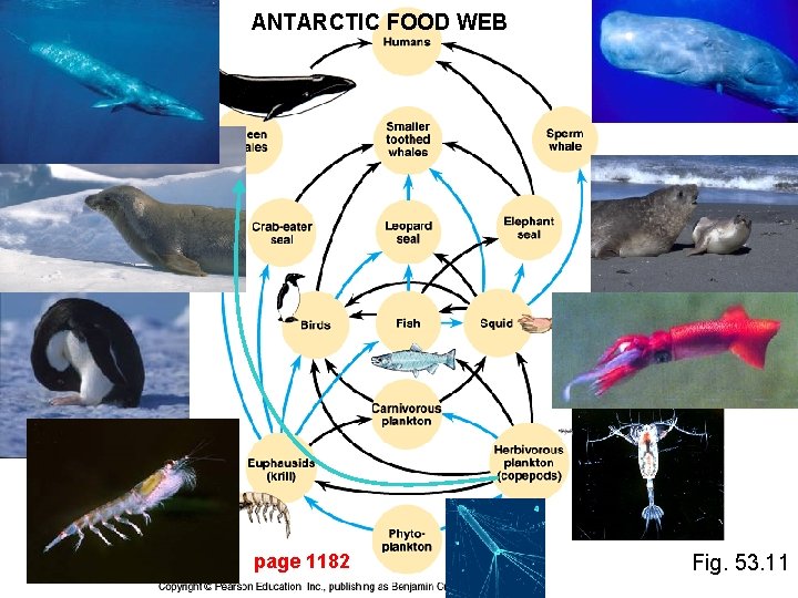 ANTARCTIC FOOD WEB page 1182 Fig. 53. 11 