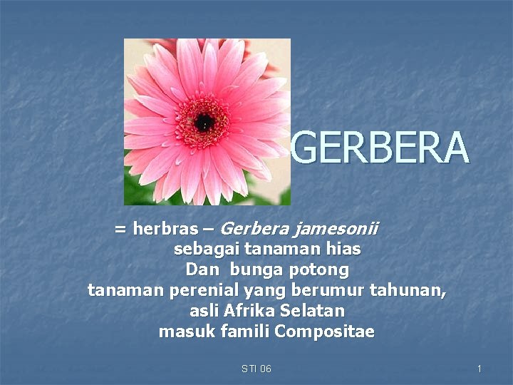 GERBERA = herbras – Gerbera jamesonii sebagai tanaman hias Dan bunga potong tanaman perenial