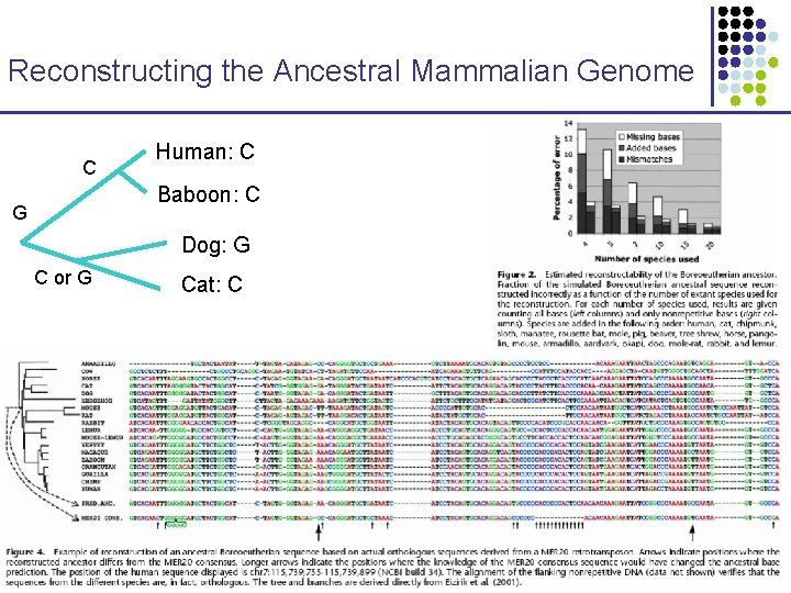 Reconstructing the Ancestral Mammalian Genome C Human: C Baboon: C G Dog: G C