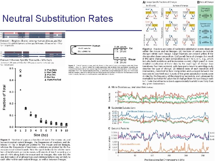 Neutral Substitution Rates CS 273 a Lecture 10, Fall 2010 CS 273 a Lecture