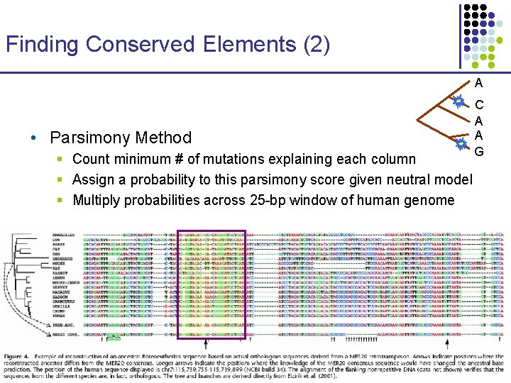 Finding Conserved Elements (2) A • Parsimony Method § Count minimum # of mutations