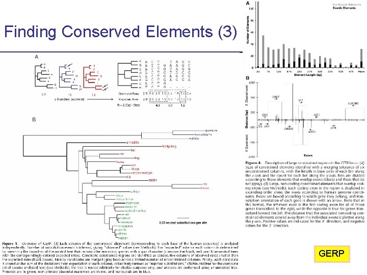 Finding Conserved Elements (3) GERP CS 273 a Lecture 10, Fall 2010 CS 273