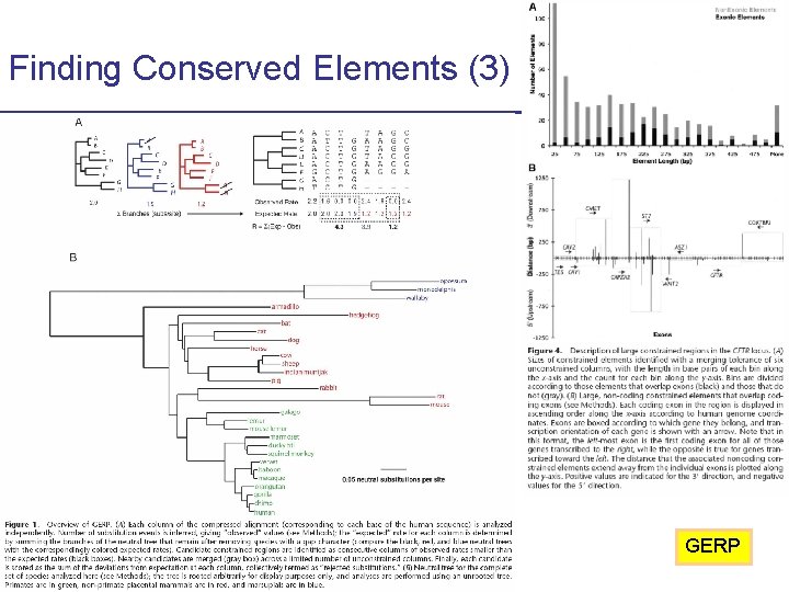 Finding Conserved Elements (3) GERP CS 273 a Lecture 10, Fall 2010 CS 273