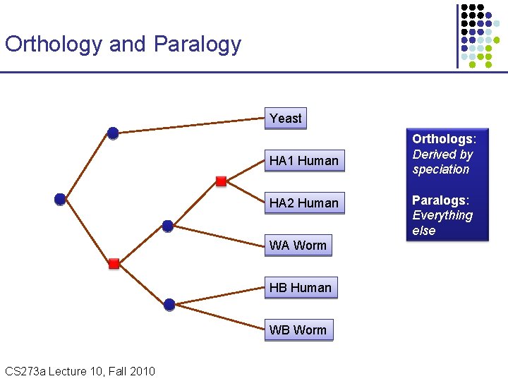 Orthology and Paralogy Yeast HA 1 Human HA 2 Human WA Worm HB Human