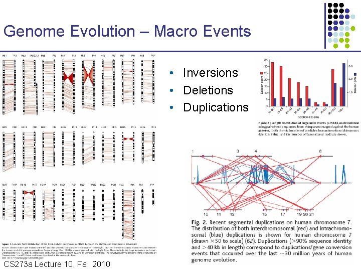 Genome Evolution – Macro Events • Inversions • Deletions • Duplications CS 273 a