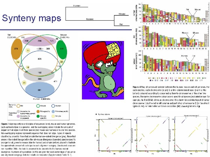 Synteny maps CS 273 a Lecture 10, Fall 2010 CS 273 a Lecture 9/10,