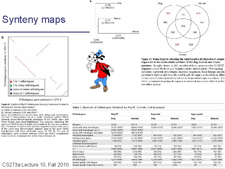 Synteny maps CS 273 a Lecture 10, Fall 2010 CS 273 a Lecture 9/10,