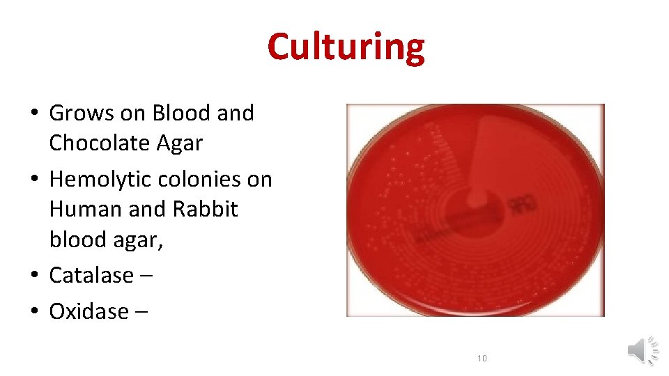 Culturing • Grows on Blood and Chocolate Agar • Hemolytic colonies on Human and
