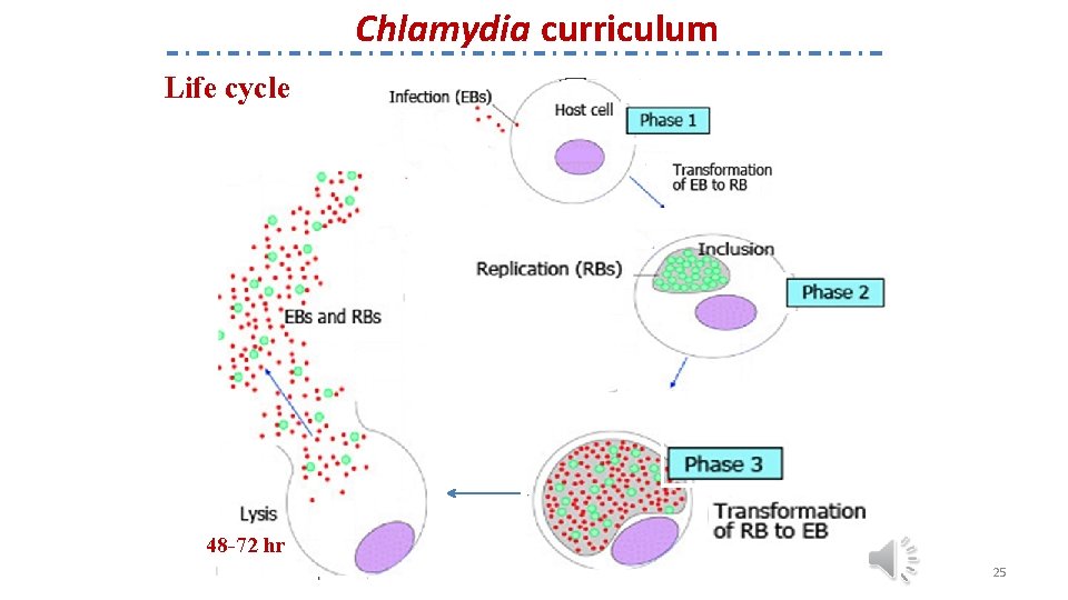 Chlamydia curriculum Life cycle 48 -72 hr 25 
