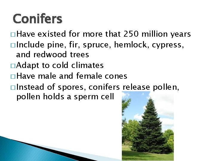 Conifers Ferns Mosses Seeded Plants and Flowering Plants