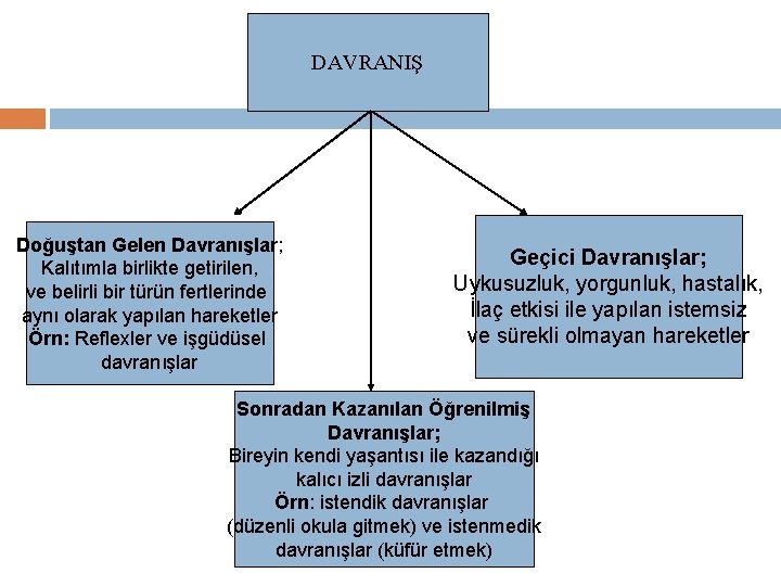 DAVRANIŞ Doğuştan Gelen Davranışlar; Kalıtımla birlikte getirilen, ve belirli bir türün fertlerinde aynı olarak