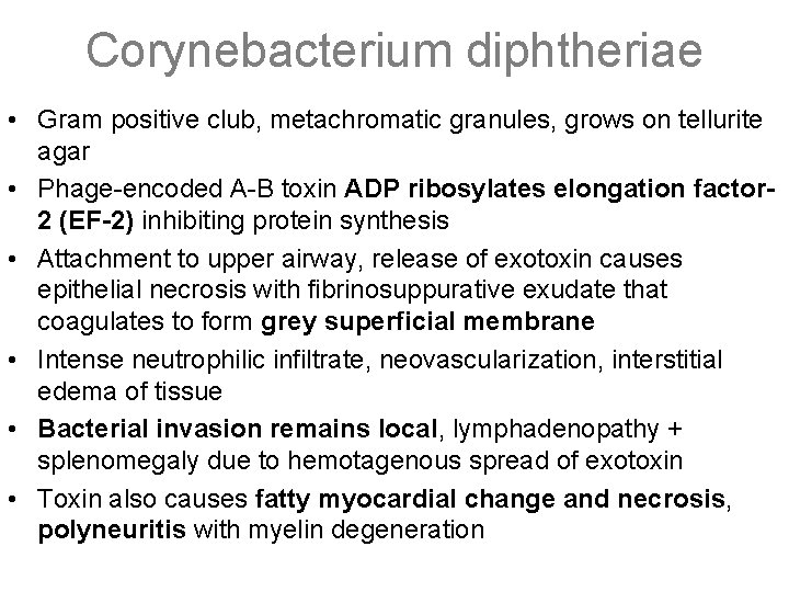 Corynebacterium diphtheriae • Gram positive club, metachromatic granules, grows on tellurite agar • Phage-encoded