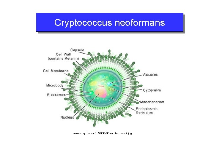 Cryptococcus neoformans www. scq. ubc. ca/. . . /2006/08/neoformans 2. jpg 