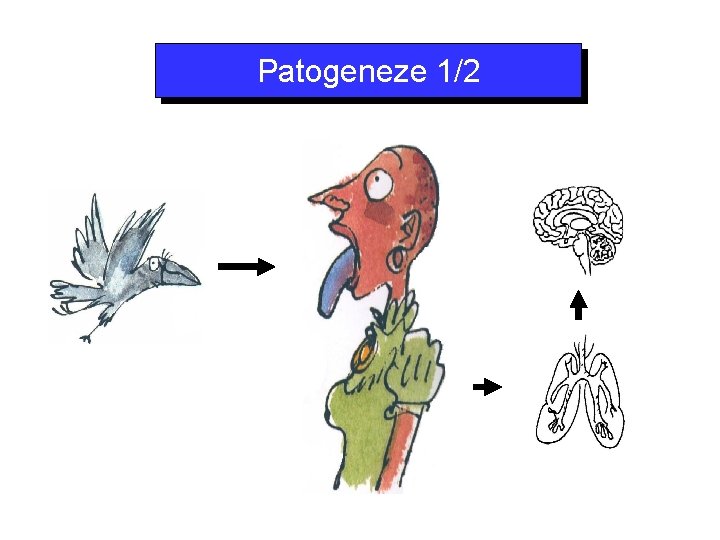 Patogeneze 1/2 