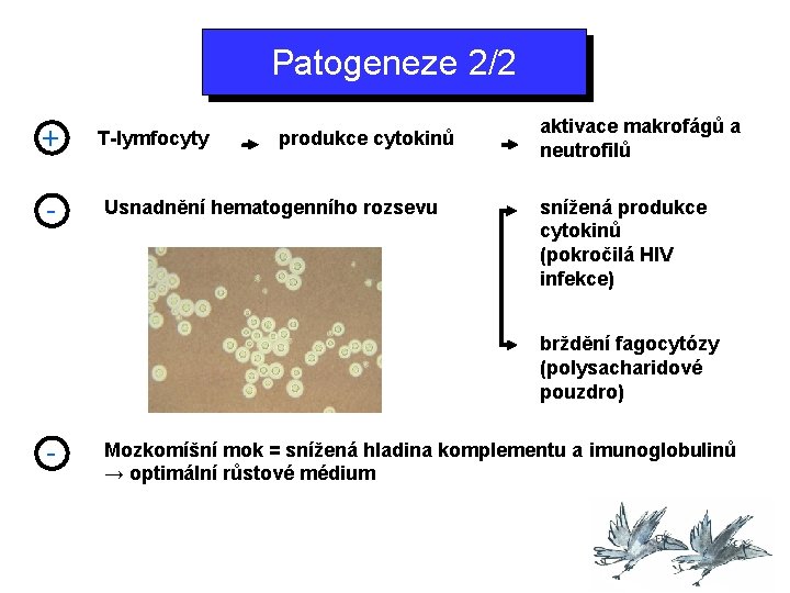 Patogeneze 2/2 + - T-lymfocyty produkce cytokinů Usnadnění hematogenního rozsevu aktivace makrofágů a neutrofilů