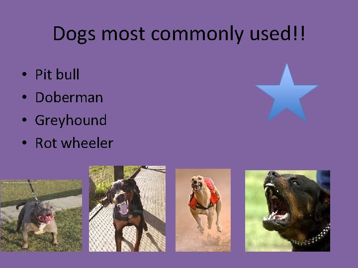 Dogs most commonly used!! • • Pit bull Doberman Greyhound Rot wheeler 