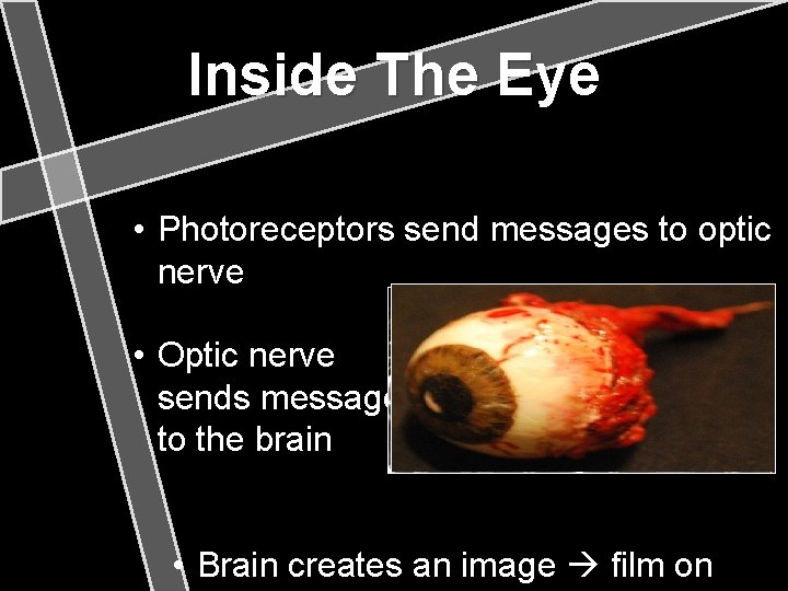 Inside The Eye • Photoreceptors send messages to optic nerve • Optic nerve sends