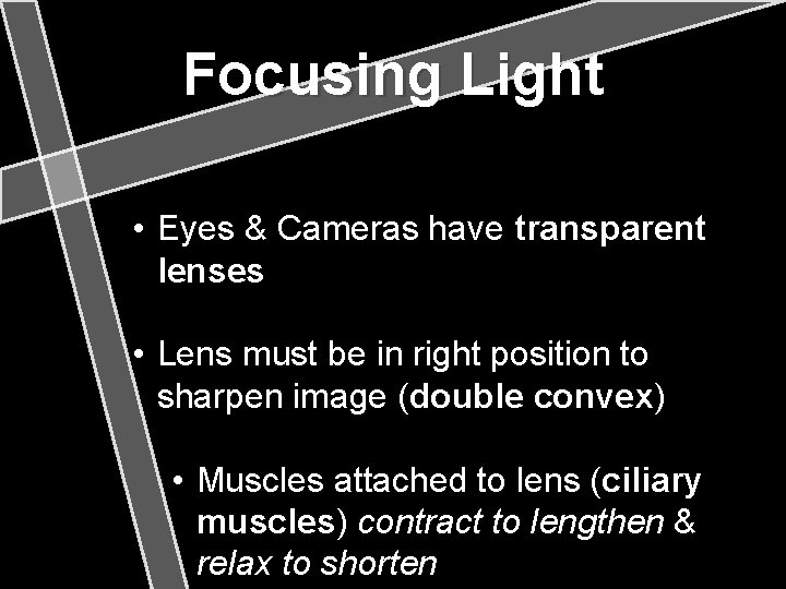 Focusing Light • Eyes & Cameras have transparent lenses • Lens must be in