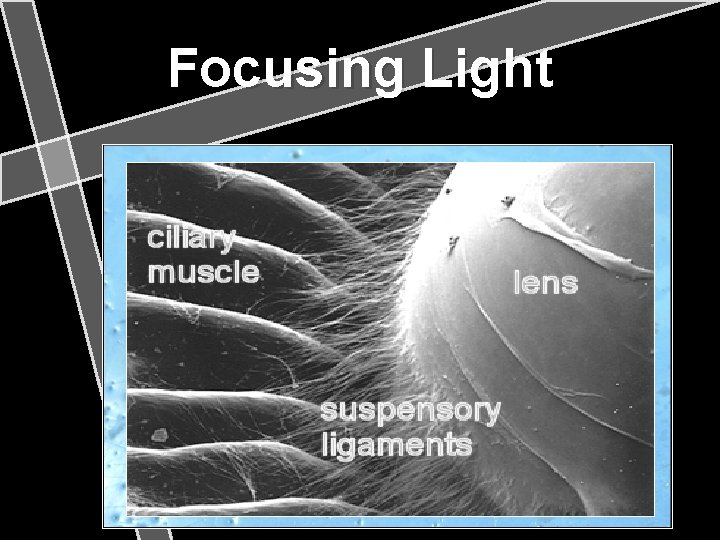 Focusing Light 