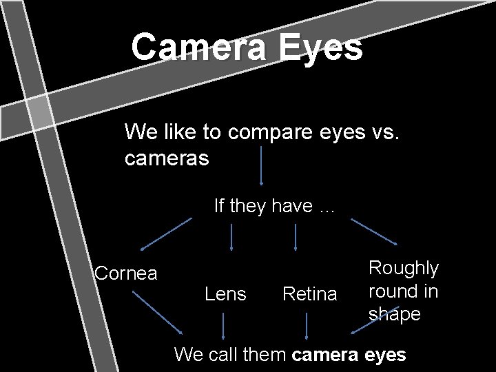 Camera Eyes We like to compare eyes vs. cameras If they have … Cornea