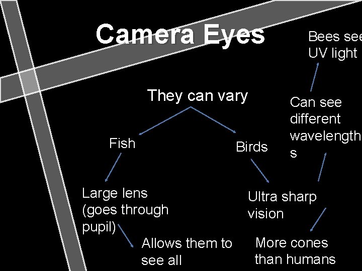 Camera Eyes They can vary Fish Large lens (goes through pupil) Allows them to