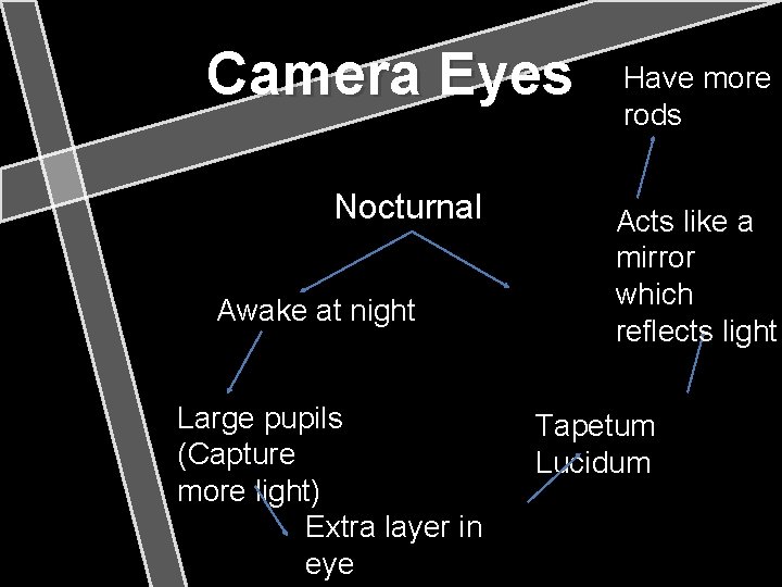 Camera Eyes Nocturnal Awake at night Large pupils (Capture more light) Extra layer in