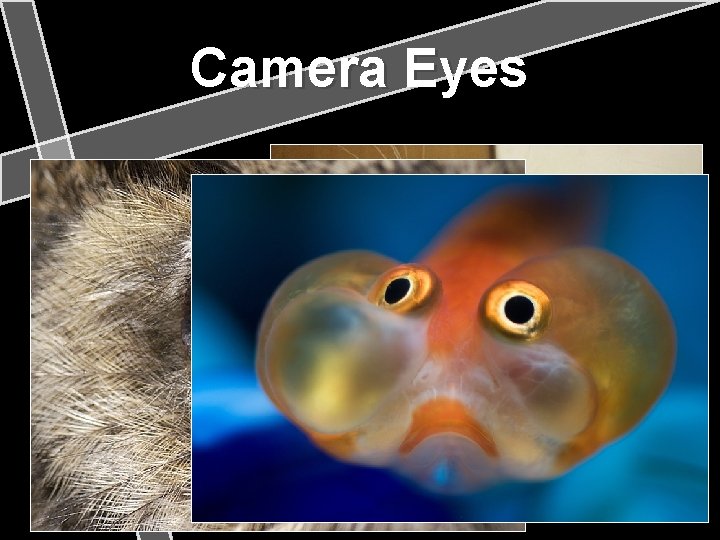 Camera Eyes 