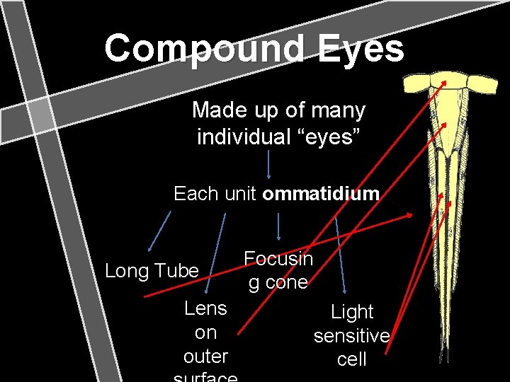 Compound Eyes Made up of many individual “eyes” Each unit ommatidium Long Tube Lens