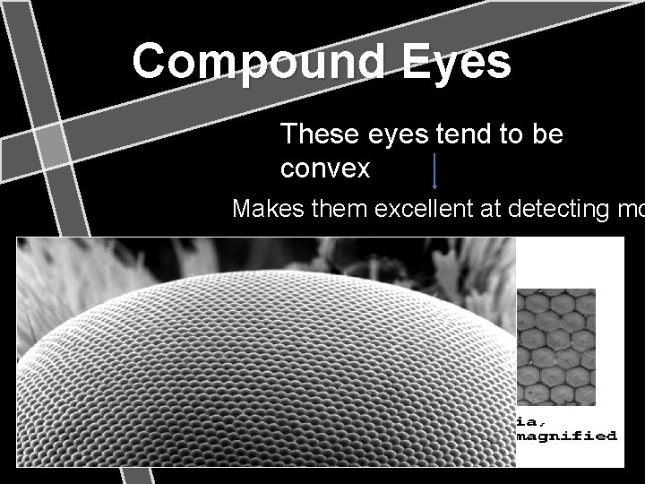 Compound Eyes These eyes tend to be convex Makes them excellent at detecting mo