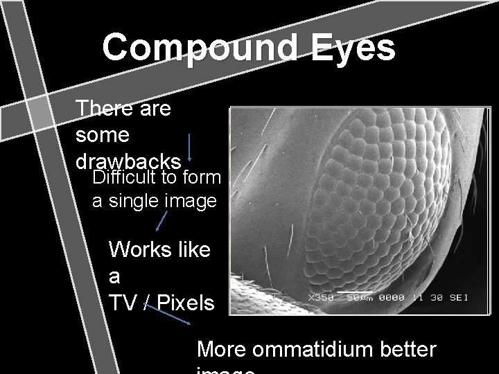 Compound Eyes There are some drawbacks Difficult to form a single image Works like