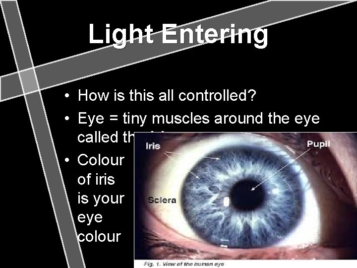 Light Entering • How is this all controlled? • Eye = tiny muscles around