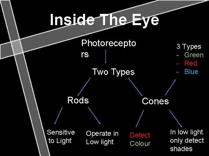 Inside The Eye Photorecepto rs 3 Types - Green - Red - Blue Two