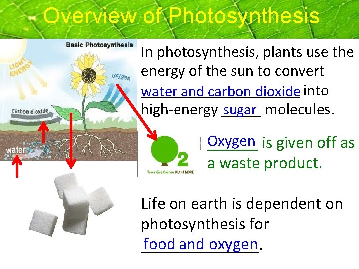 Overview of Photosynthesis In photosynthesis, plants use the energy of the sun to convert