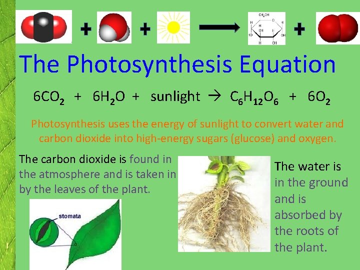 The Photosynthesis Equation 6 CO 2 + 6 H 2 O + sunlight C